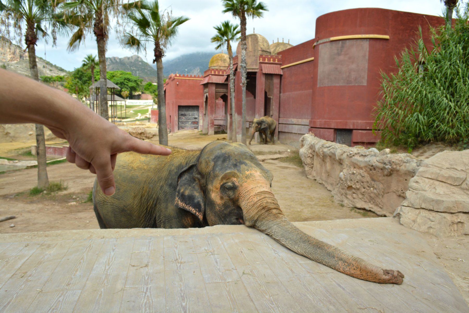 Terra Natura BenidormAlertamos del peligro de conservación que sufre el