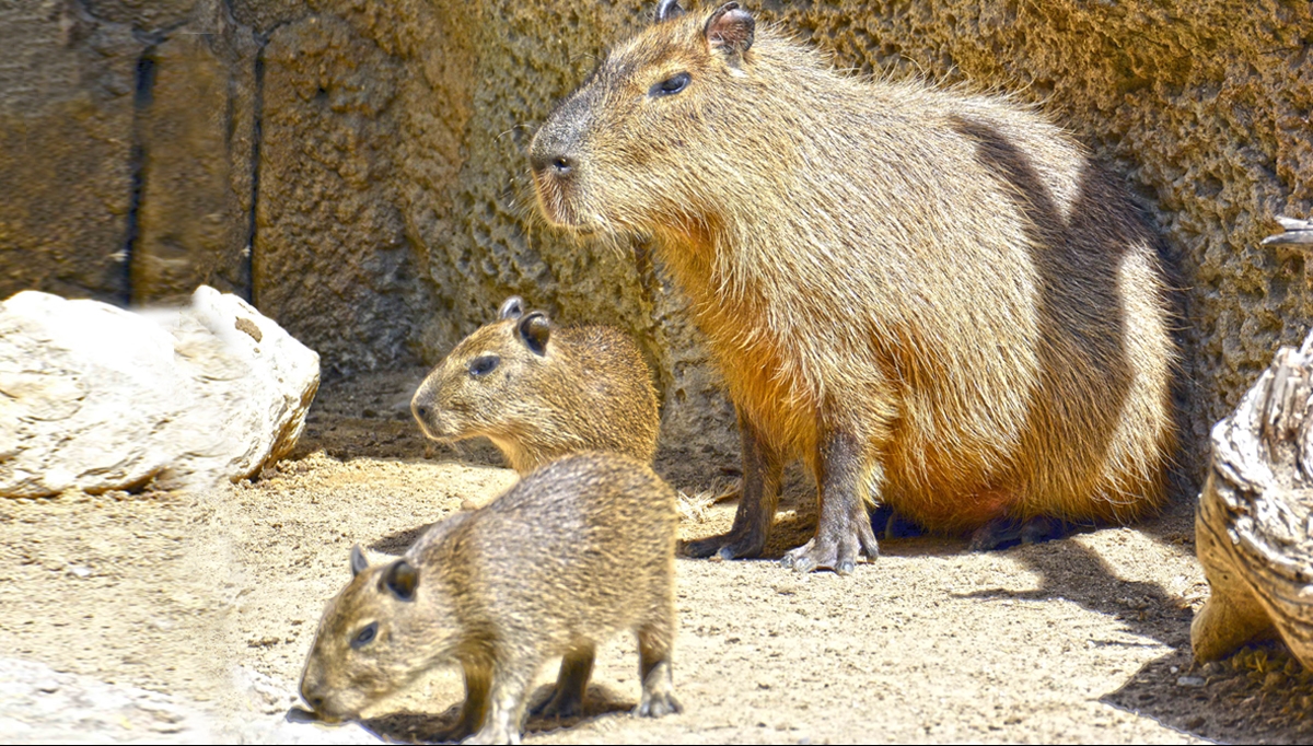 Terra Natura BenidormNacen por primera vez dos ejemplares de capibara -  Terra Natura Benidorm