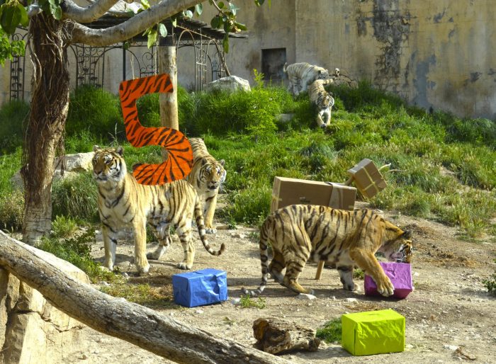 Terra Natura BenidormCelebramos el quinto cumpleaños de nuestros tres  tigres de Bengala - Terra Natura Benidorm