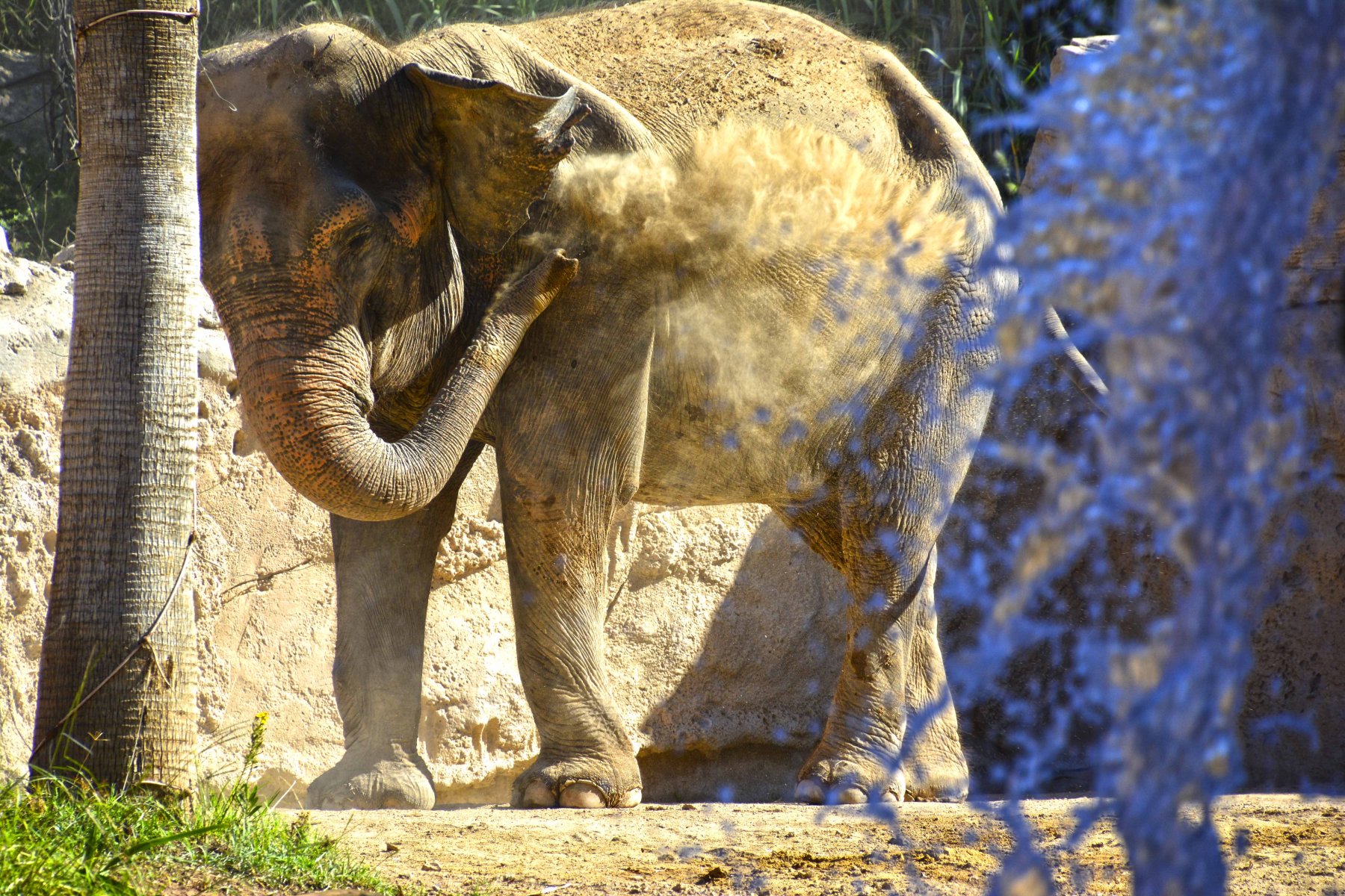 Terra Natura BenidormWe warn about the conservation of elephants in the  wild - Terra Natura Benidorm