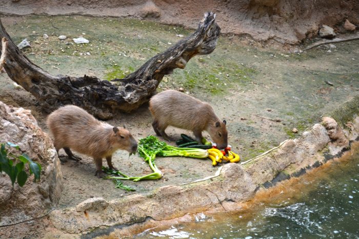 CAPIVARA DEU A LUZ A 16,379,887,348,865 DE CAPIVARAS - Capybara