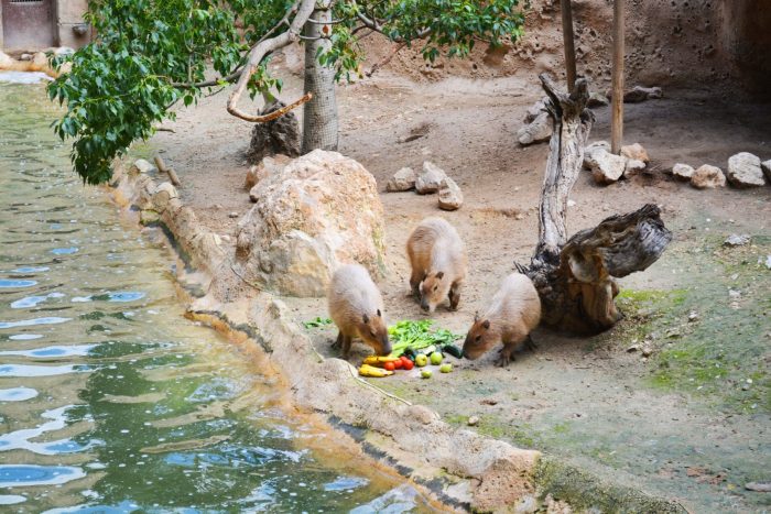 CAPIVARA DEU A LUZ A 16,379,887,348,865 DE CAPIVARAS - Capybara