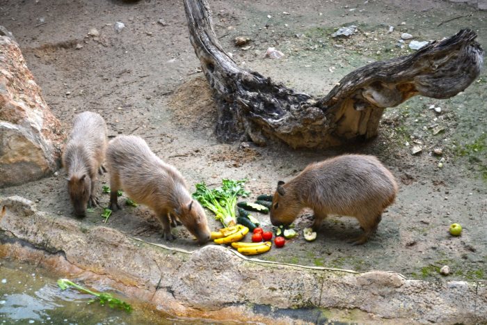 Terra Natura BenidormWe welcome two female capybaras to be part of a group  of this species - Terra Natura Benidorm