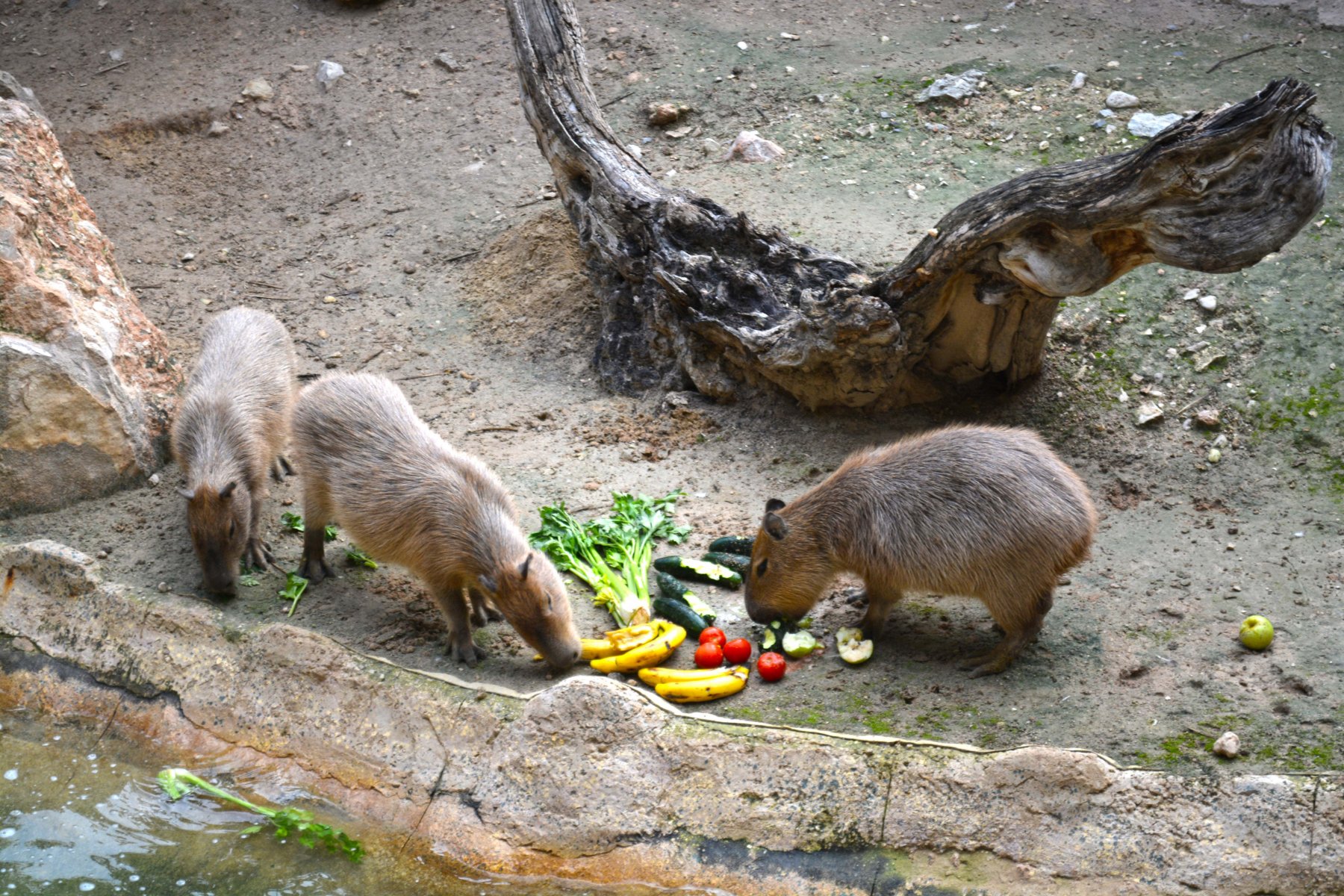 CAPIVARA DEU A LUZ A 16,379,887,348,865 DE CAPIVARAS - Capybara