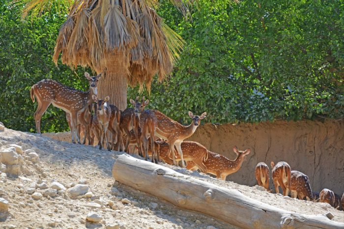 Terra Natura BenidormReintroducimos a dos crías de chital en su manada que  habían sido desatendidas por sus madres - Terra Natura Benidorm